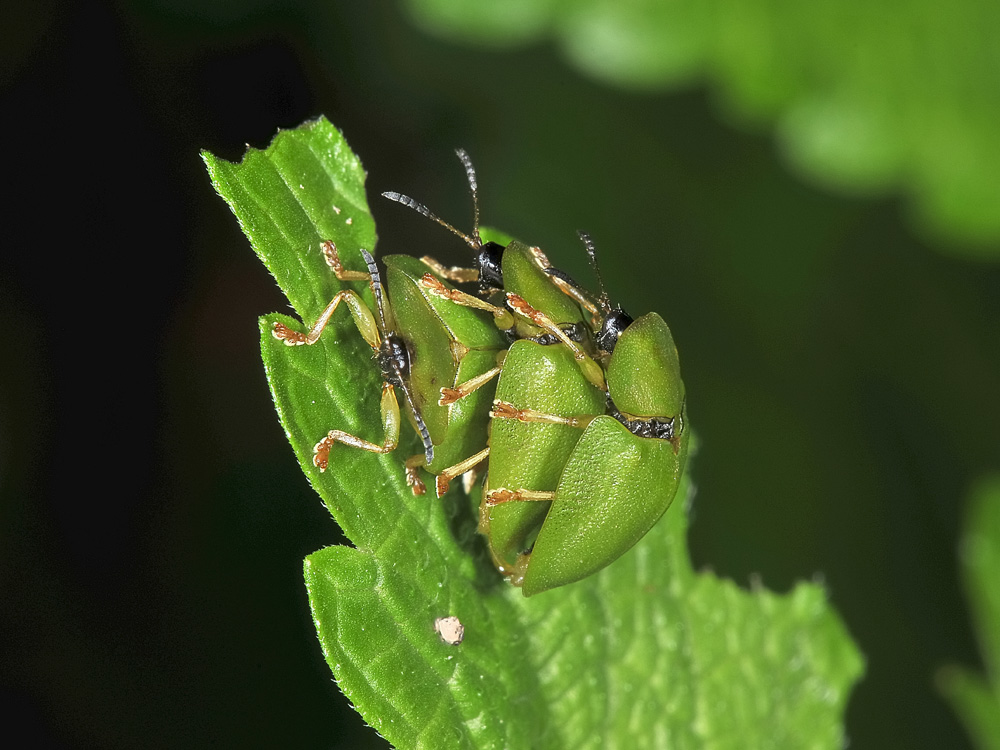 Cassida viridis? (chrysomelidae) prove di equilibrismo